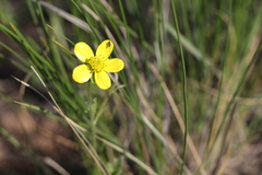 Ranunculus oxyspermus