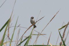 Chestnut-Throated Seedeater photo 5
