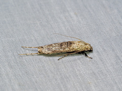 Gerontha