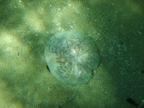 Spatangus purpureus