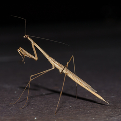 Paramusonia cubensis