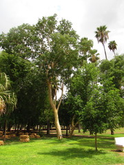 Albizia sinaloensis