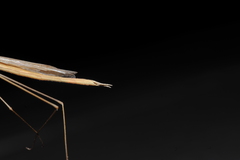 Paramusonia cubensis