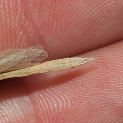 Paramusonia cubensis