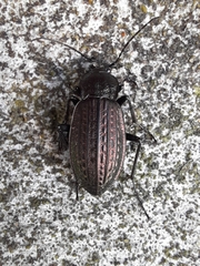 Carabus rugosus celtibericus