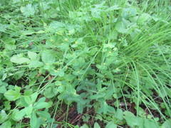 Euphorbia jenisseiensis