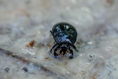 Margarinotus brunneus