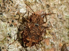 Syrphetodes marginatus