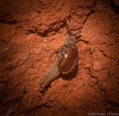 Stanisicarion aquila