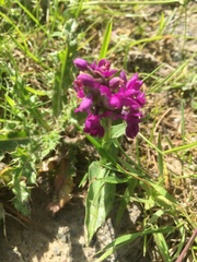 Dactylorhiza purpurella