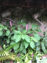 Phytolacca polyandra
