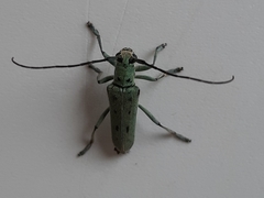 Saperda octopunctata