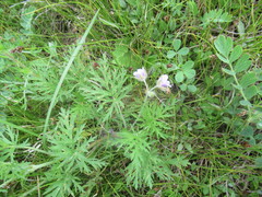 Erodium stephanianum