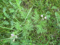 Erodium stephanianum