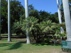 Chamaerops humilis