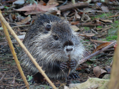 Myocastor coypus