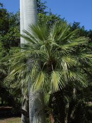 Chamaerops humilis