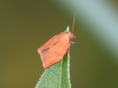 Clepsis consimilana