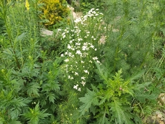Tripleurospermum inodorum