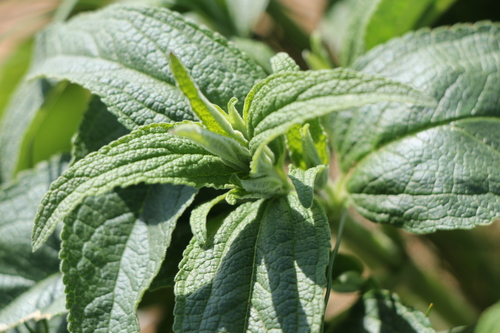 rough-leaved phlomis