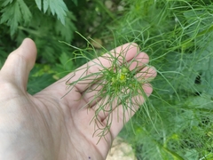 Tripleurospermum inodorum