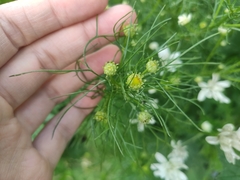 Tripleurospermum inodorum