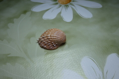 Acanthocardia aculeata