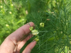 Tripleurospermum inodorum