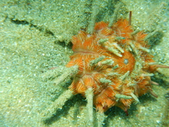 Stylocidaris affinis