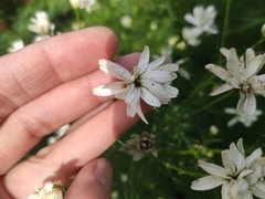 Tripleurospermum inodorum