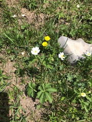 Ranunculus aconitifolius