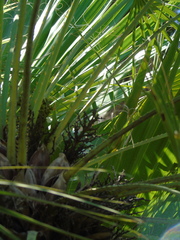 Chamaerops humilis