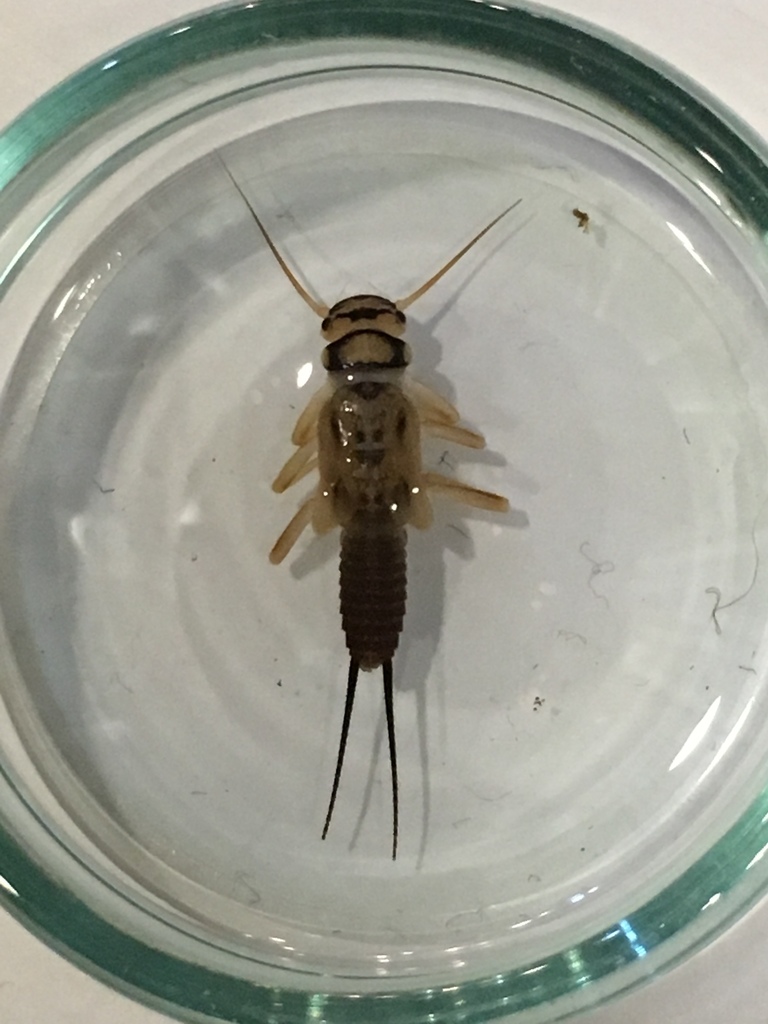 Clio Stripetail