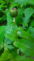 Nectria dematiosa image