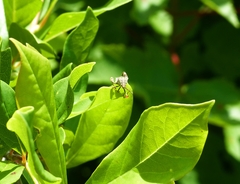 Merocoris distinctus