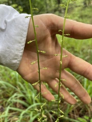 Stenanthium gramineum