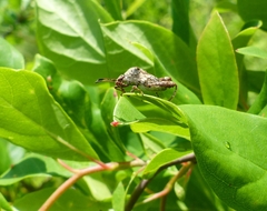 Merocoris distinctus