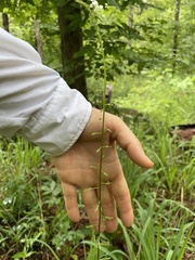 Stenanthium gramineum