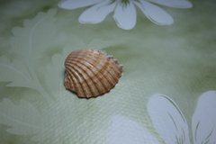 Acanthocardia aculeata