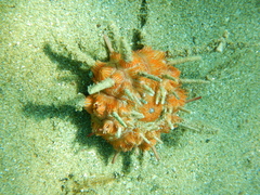 Stylocidaris affinis