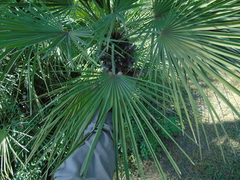 Chamaerops humilis