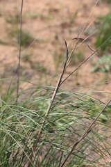 Stipa sareptana