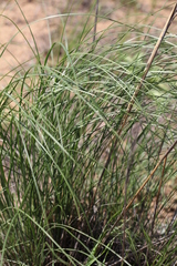 Stipa sareptana