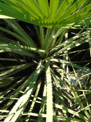 Chamaerops humilis