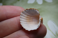 Acanthocardia aculeata