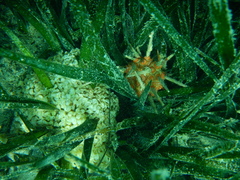 Stylocidaris affinis