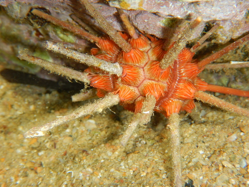 Stylocidaris affinis