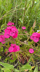 Dianthus barbatus
