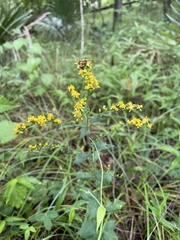 Solidago auriculata