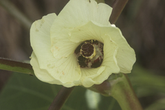 Abelmoschus esculentus